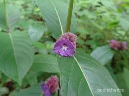Neuracanthus sphaerostachyus flower12.jpg